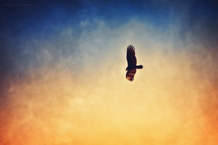 Silhouette of a bird flying against a colorful sky