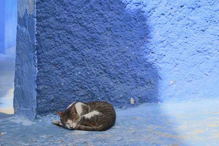Cat sleeping on blue wall