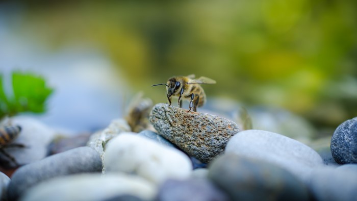 Bee on a stone, macro photography