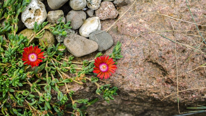 4K macro view of red flowers and stones
