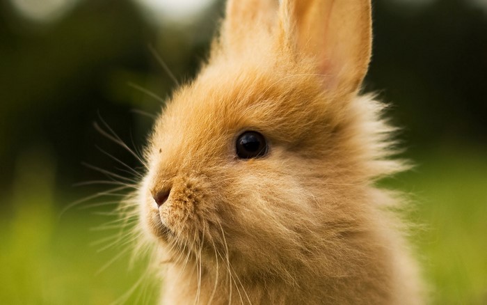Close-up of a fluffy brown rabbit in grass