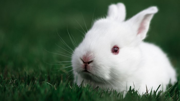 White rabbit sitting in green grass
