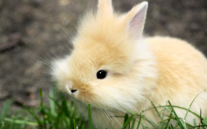 Close-up of a fluffy light brown baby rabbit in grass