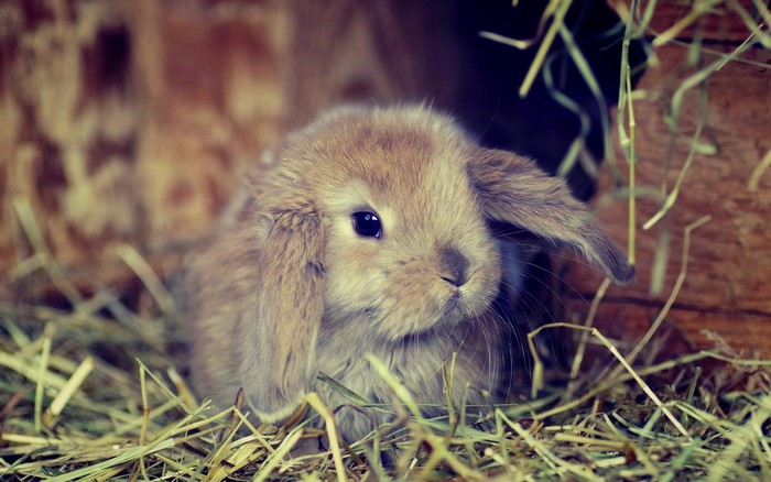 A cute baby lop-eared rabbit in hay