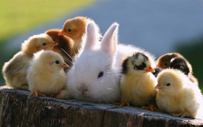 A white rabbit and several chicks on a log