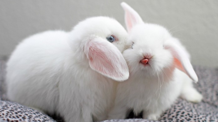 Two adorable white baby bunnies snuggling