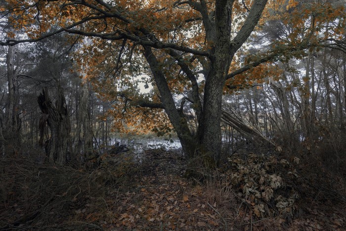 Autumn forest with a large oak tree and fallen leaves