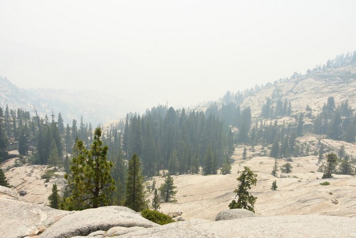 Yosemite National Park forest landscape with trees