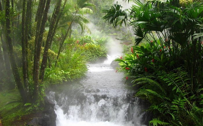 Steaming jungle stream with waterfalls and tropical plants