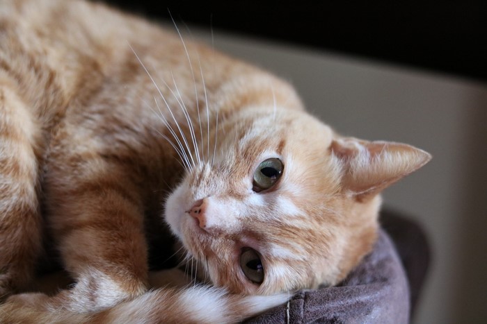 Orange tabby cat with green eyes lying down