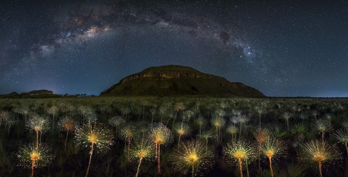 Milky Way over a field of glowing flowers and mountains