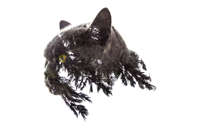 Double exposure of a cat and fir tree branches