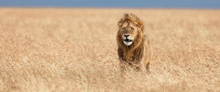 Lion in a golden field