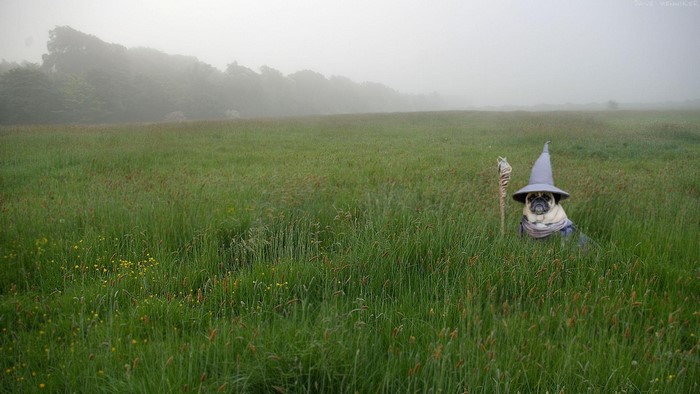 Pug dressed as Gandalf in a misty field
