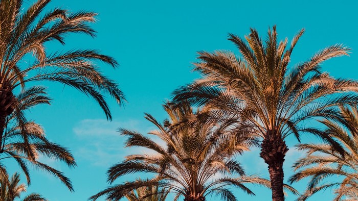 Palm trees against a turquoise sky