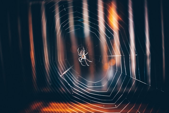 Spider on a web