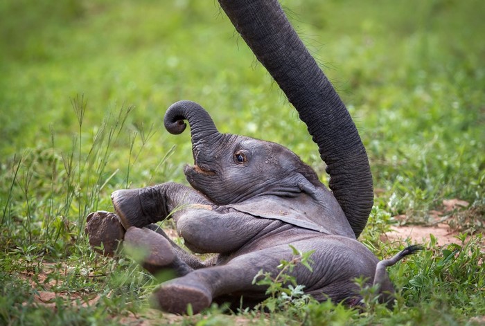 Baby elephant playing in grass with adult elephant trunk