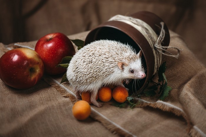 Hedgehog with apples and apricots near a pot