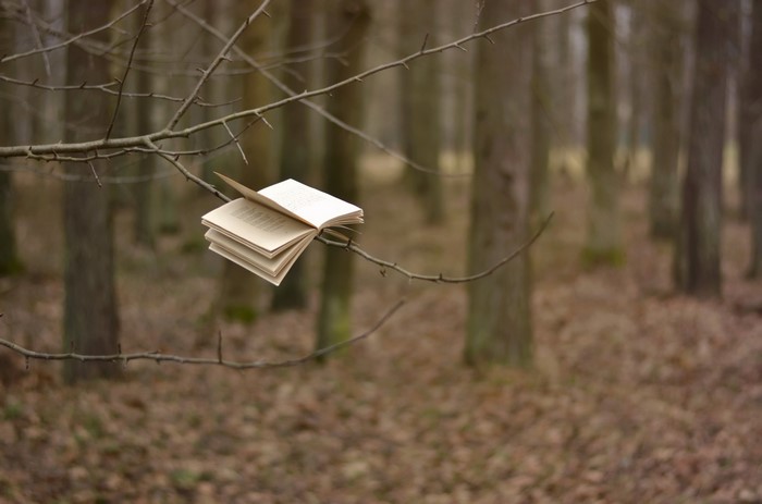 Open book on a tree branch in a forest