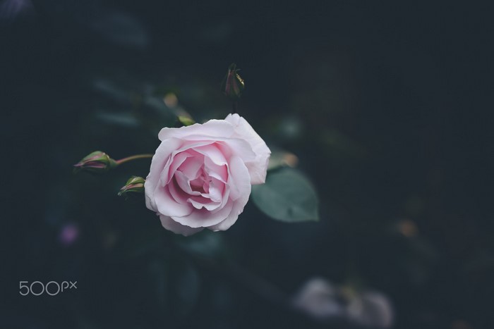 A single pink rose with buds on a dark background