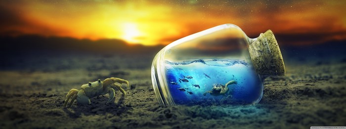 Crab and bottle with sea life at sunset
