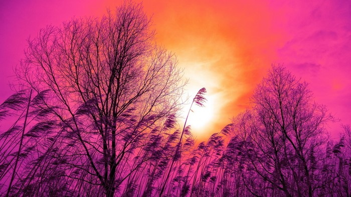 Bare trees and reeds against a pink and orange sky