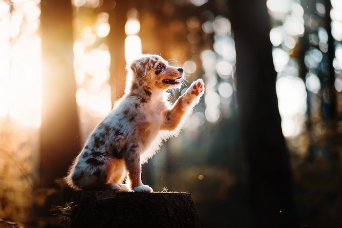 A puppy sits on a tree stump in the sunlight