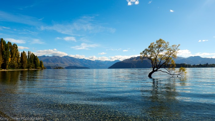 Lake Wanaka with Lone Tree and Mountains, New Zealand