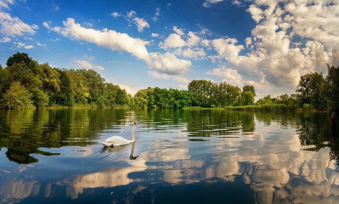 Swan on a lake with trees and clouds