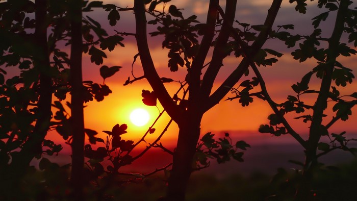 Sunset behind silhouetted tree branches and leaves
