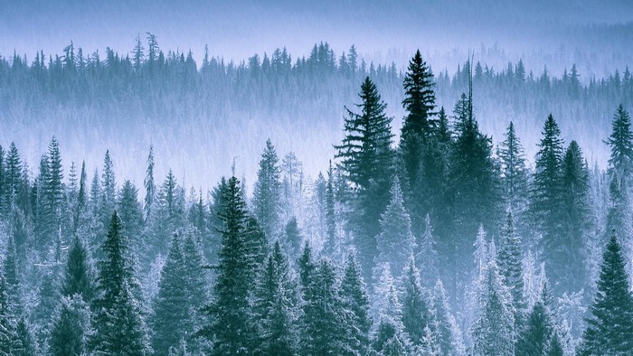 Misty forest landscape with evergreen trees