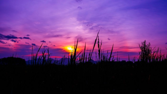 Purple sunset over grass and mountains