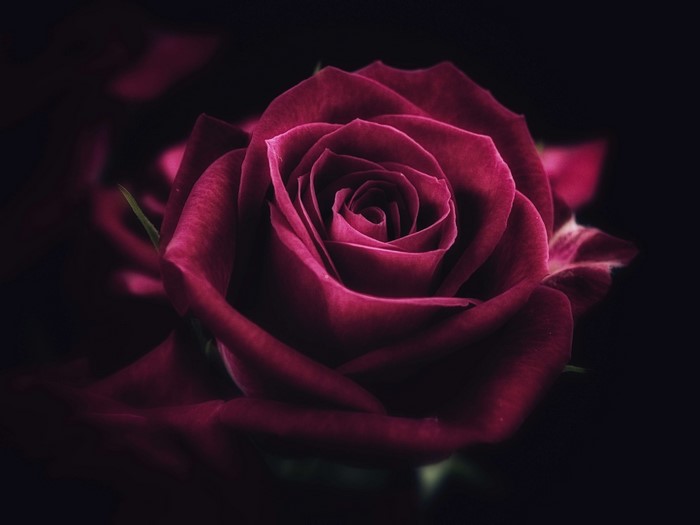 Close-up of a dark red rose