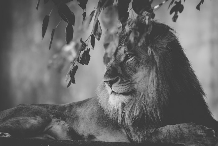 Monochrome lion resting under leaves