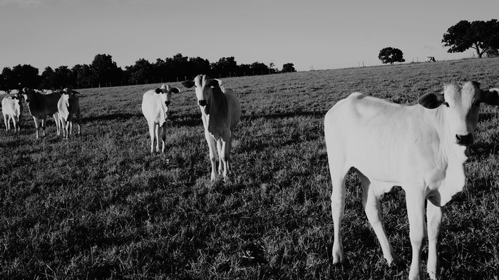 Cows in a grassy field