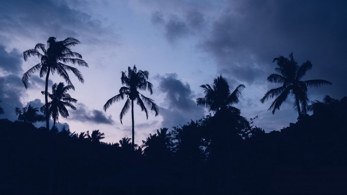 Palm trees silhouetted against a cloudy twilight sky