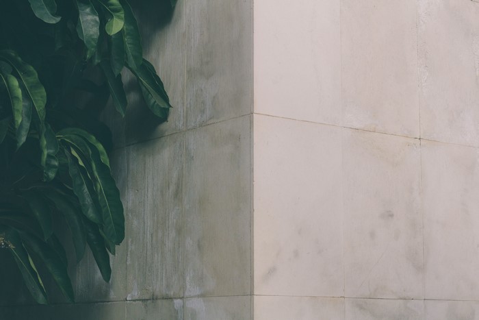 Leaves on a modern building corner