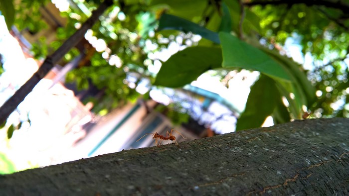 Ant on a tree branch with leaves and building in background