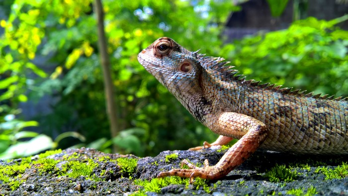 Lizard on mossy rock with green foliage