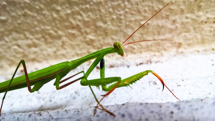 4K Praying Mantis Insect