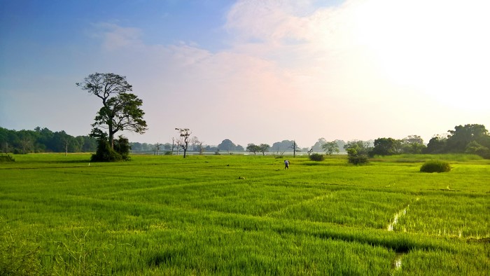 4K rice field with a lone farmer and trees