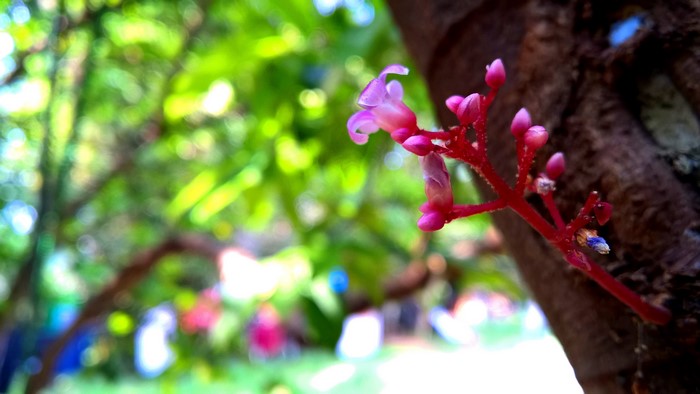 Pink flowers on a tree branch