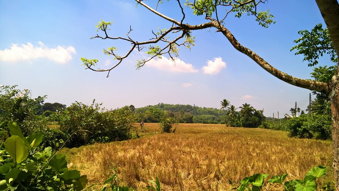 Landscape with trees and a harvested field