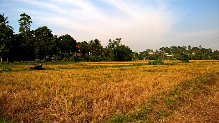 4K landscape with rice field and trees