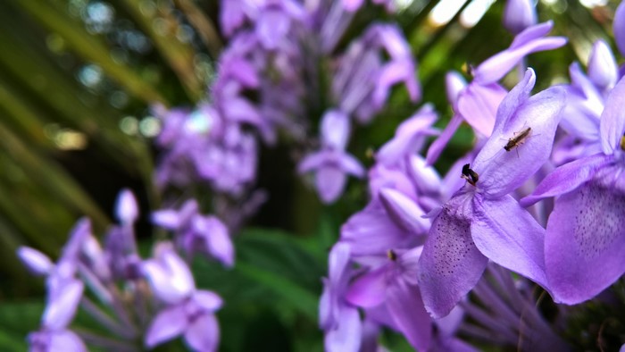 Purple flowers with a small insect in Sri Lanka