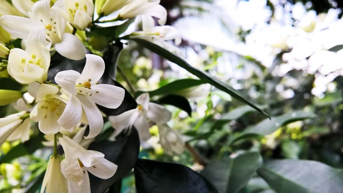 White flowers and green leaves in Sri Lanka
