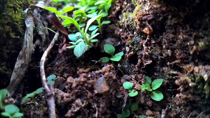 Ant on the ground with plants