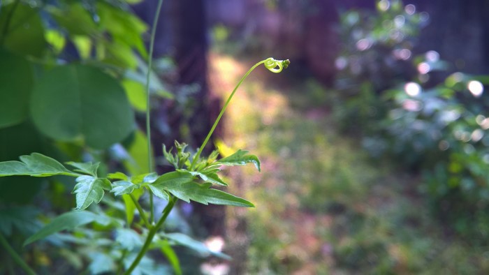 Close-up of a plant tendril in Sri Lanka