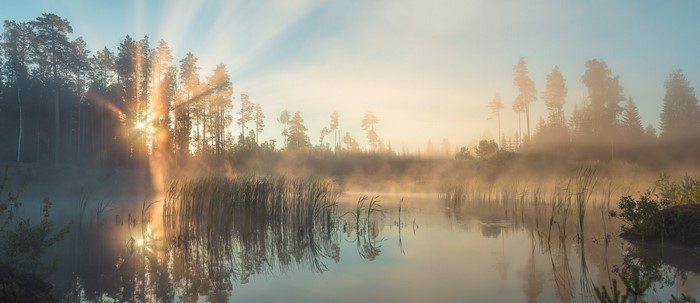 Sunrise over a misty forest lake with reeds