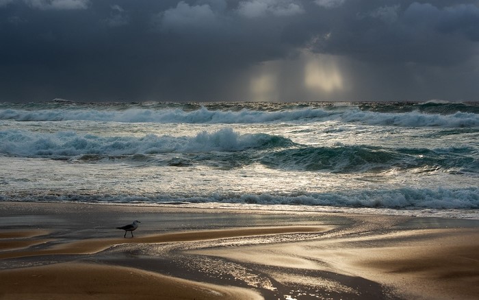 Seagull on a beach with stormy waves and rain